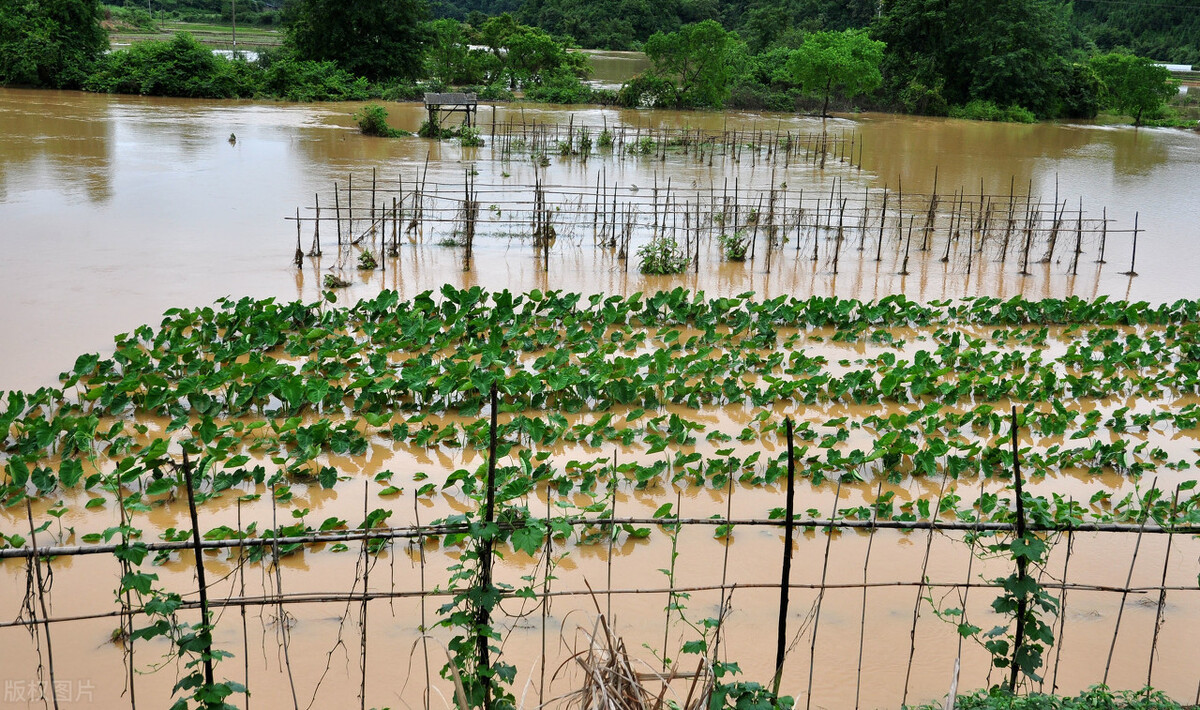 時(shí)隔三年，向錢蔥、姜你軍又來(lái)了，心動(dòng)了嗎？來(lái)年你會(huì)換品種嗎？