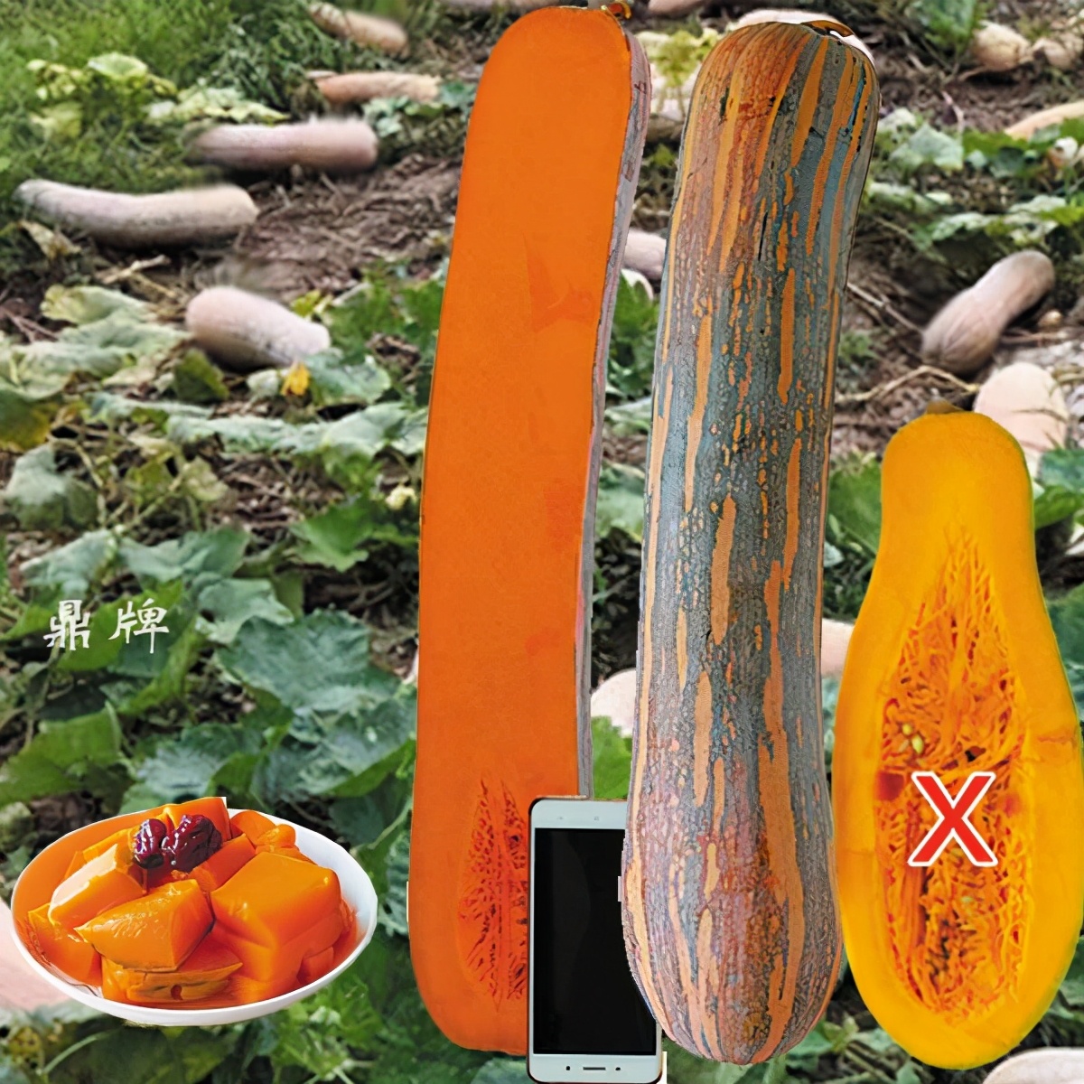 時(shí)隔三年，向錢蔥、姜你軍又來(lái)了，心動(dòng)了嗎？來(lái)年你會(huì)換品種嗎？