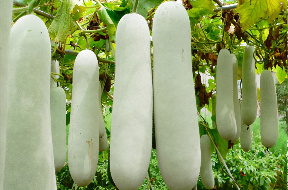 畝產(chǎn)值可達3萬元的冬瓜終上市，21年科研沉淀成就它