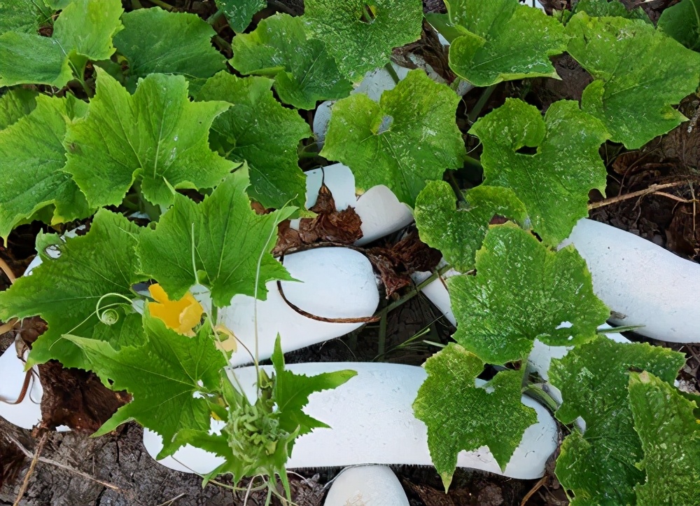 這個品種太優(yōu)秀了！耐儲耐運，適合大面積種植，菜農(nóng)瓜販都喜歡