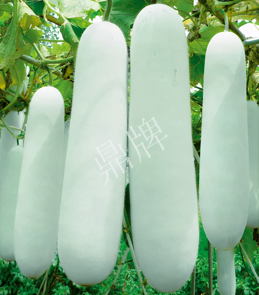 這個品種太優(yōu)秀了！耐儲耐運，適合大面積種植，菜農(nóng)瓜販都喜歡