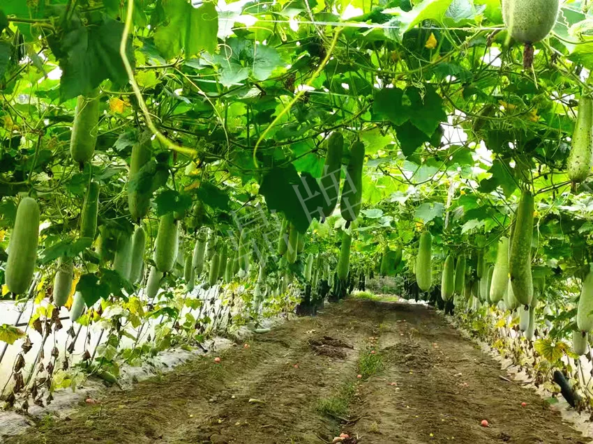 什么品種的冬瓜按個買？價格是同期黑皮冬瓜五倍