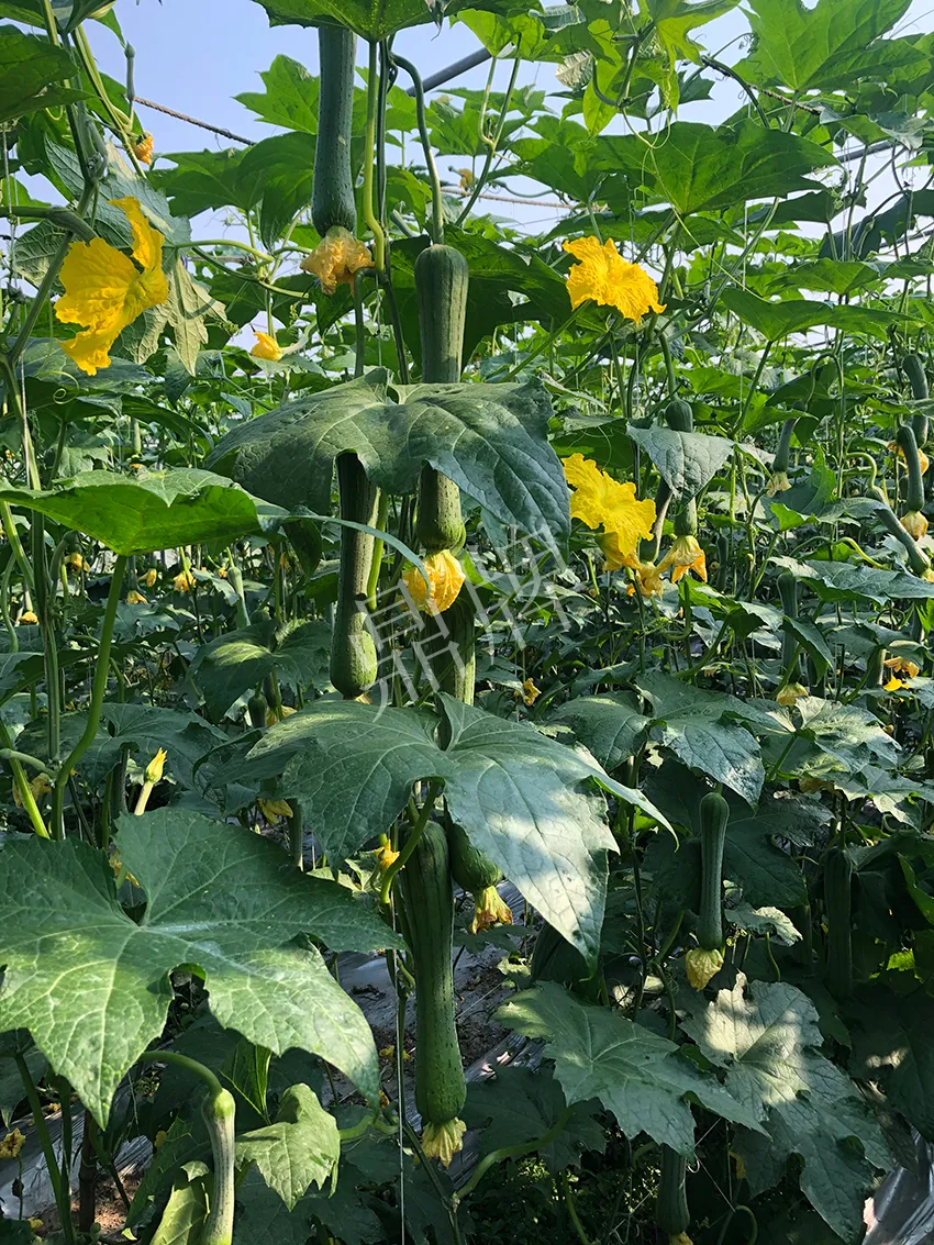 這個絲瓜怎么種都優(yōu)秀！賣價和產(chǎn)量都很高