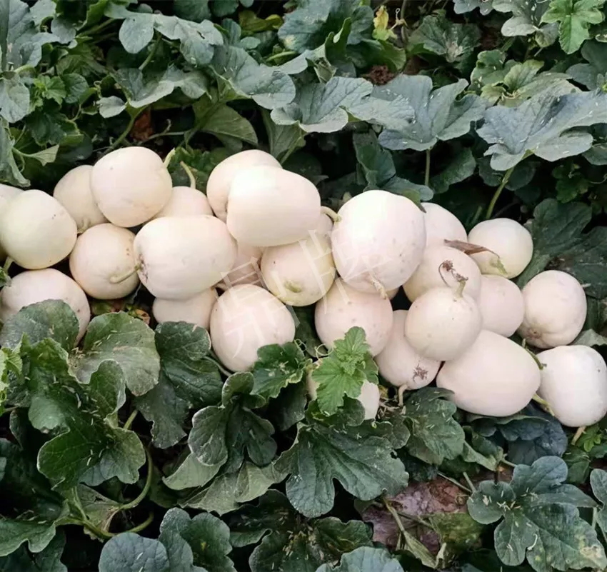 河南焦作的李向林今年種植甜瓜新品種，客戶直接拉貨走人