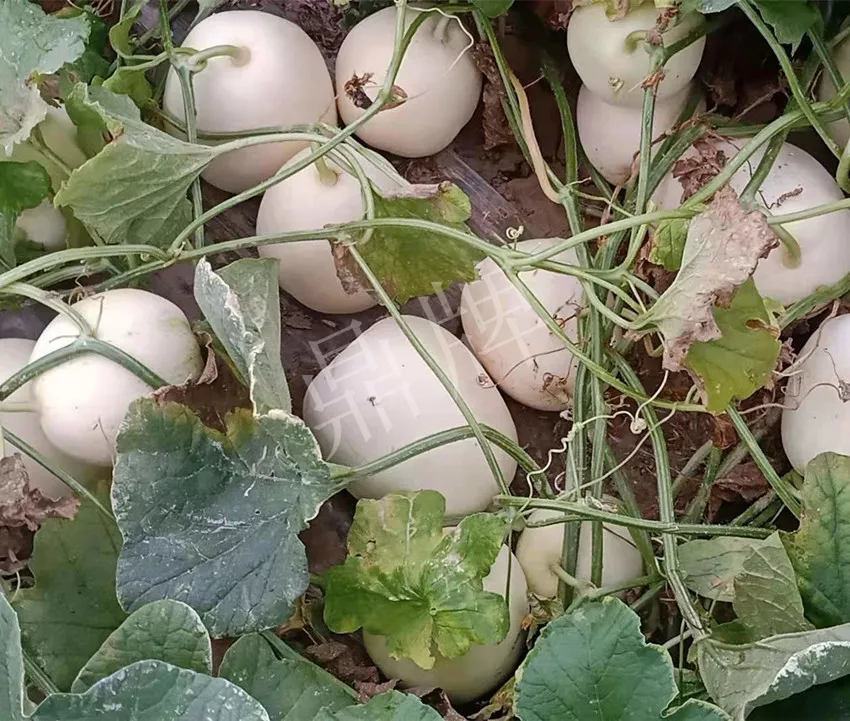 河南焦作的李向林今年種植甜瓜新品種，客戶直接拉貨走人