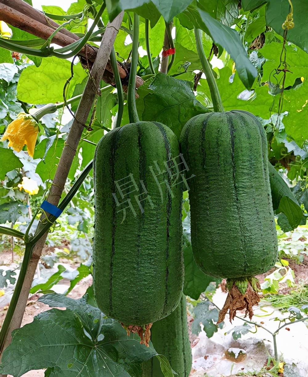 臺(tái)州的曾方明試種新品種，畝收入超過6萬(wàn)元