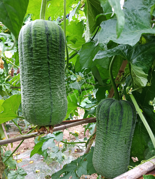 臺(tái)州的曾方明試種新品種，畝收入超過6萬(wàn)元