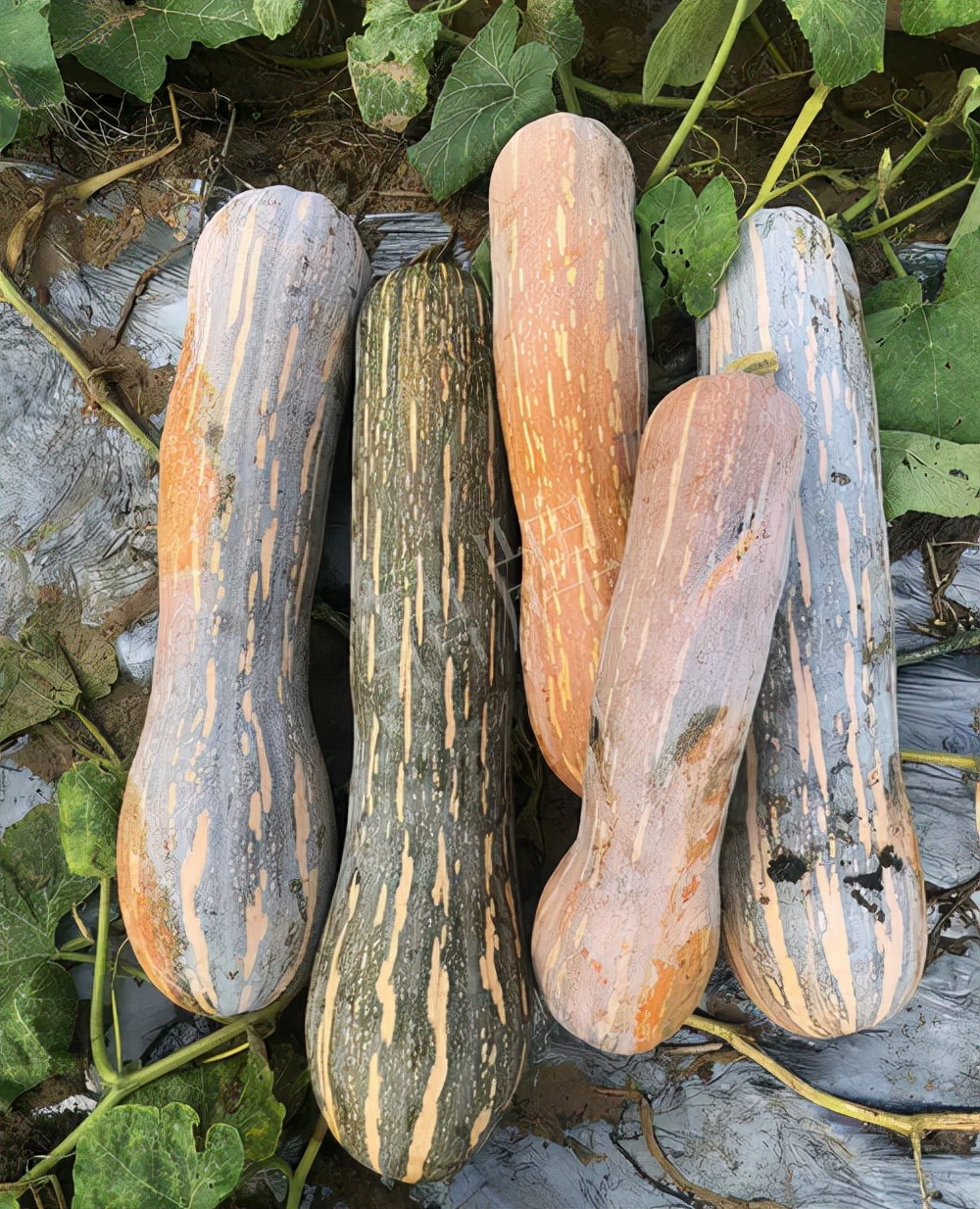 四川農(nóng)戶今年種“健美蜜本”南瓜產(chǎn)量高，品質(zhì)好，感覺巴適得很