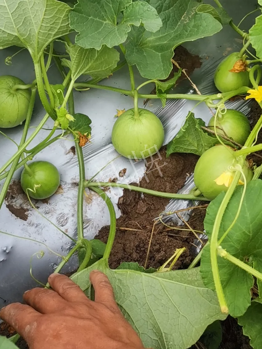 其他品種的甜瓜2塊1斤都賣不動，我的玉奶香2號甜瓜2塊5直接搶