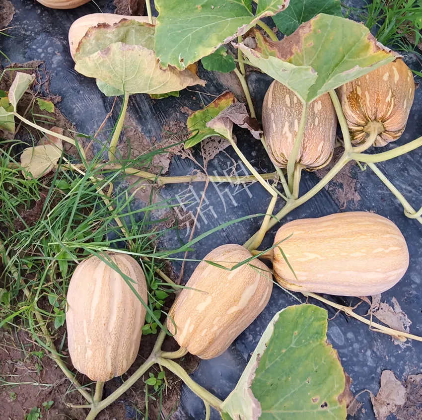 襄陽(yáng)農(nóng)民“押寶”押對(duì)了，這個(gè)品種幫他賺了2倍錢