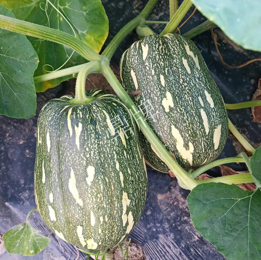 襄陽(yáng)農(nóng)民“押寶”押對(duì)了，這個(gè)品種幫他賺了2倍錢