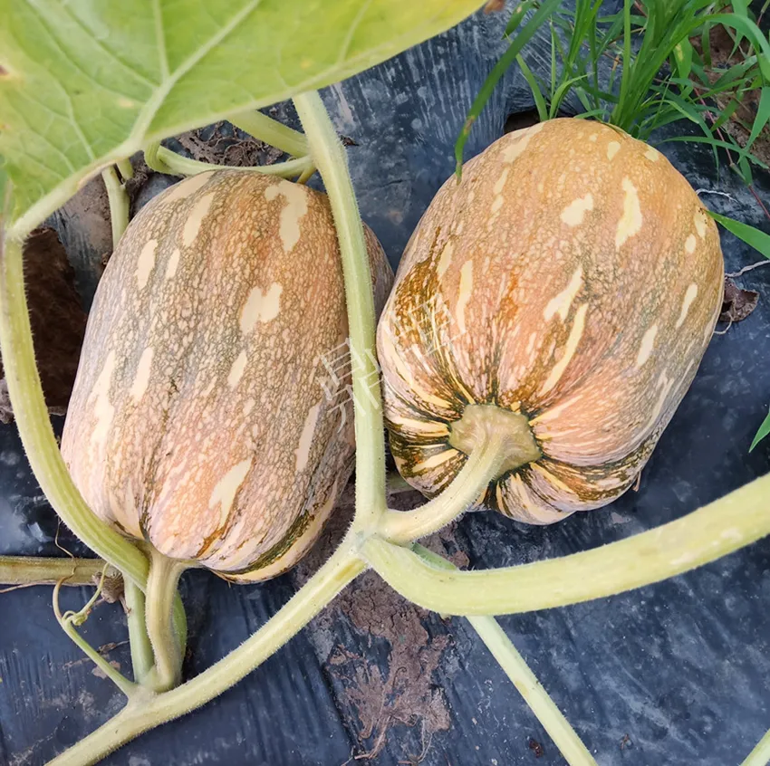 襄陽(yáng)農(nóng)民“押寶”押對(duì)了，這個(gè)品種幫他賺了2倍錢