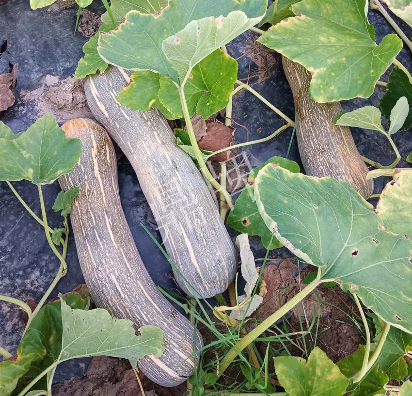 岳陽王大年打工多年，選擇回家種南瓜，今年還增加了50畝地