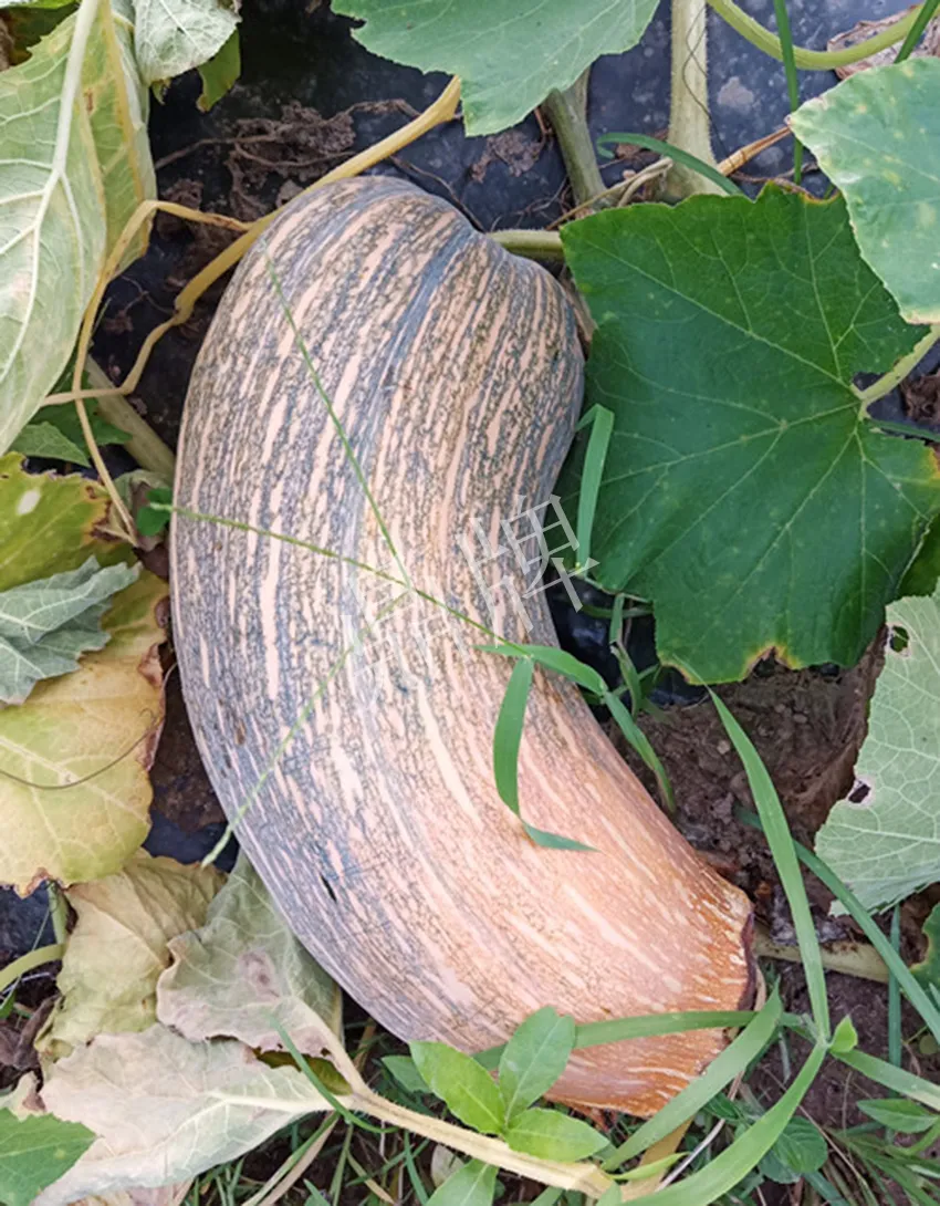 岳陽王大年打工多年，選擇回家種南瓜，今年還增加了50畝地