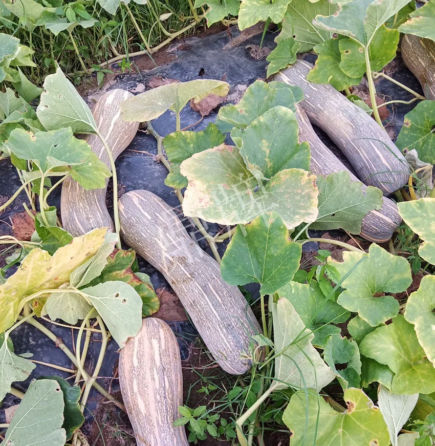 岳陽王大年打工多年，選擇回家種南瓜，今年還增加了50畝地