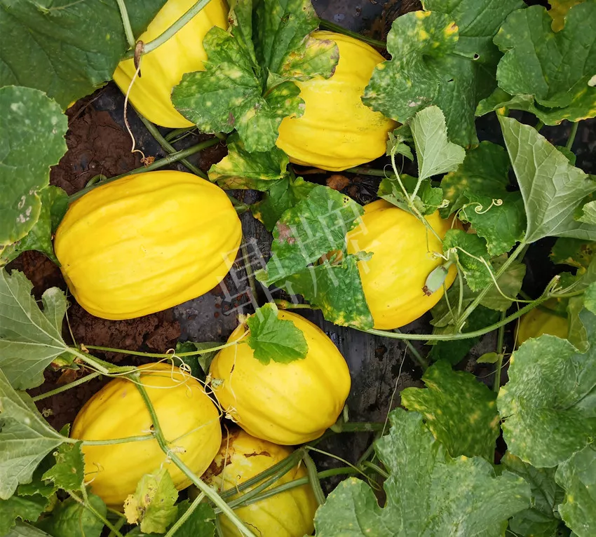 婁底瓜農(nóng)純賺50萬(wàn)，我這個(gè)“張大膽”榮光了一把