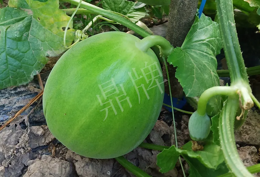 婁底瓜農(nóng)純賺50萬(wàn)，我這個(gè)“張大膽”榮光了一把