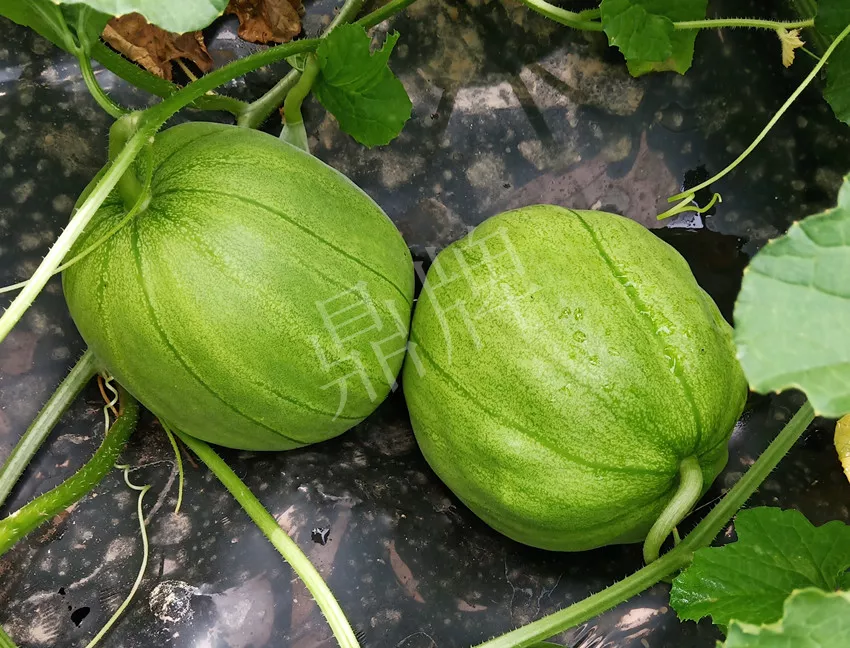 婁底瓜農(nóng)純賺50萬(wàn)，我這個(gè)“張大膽”榮光了一把