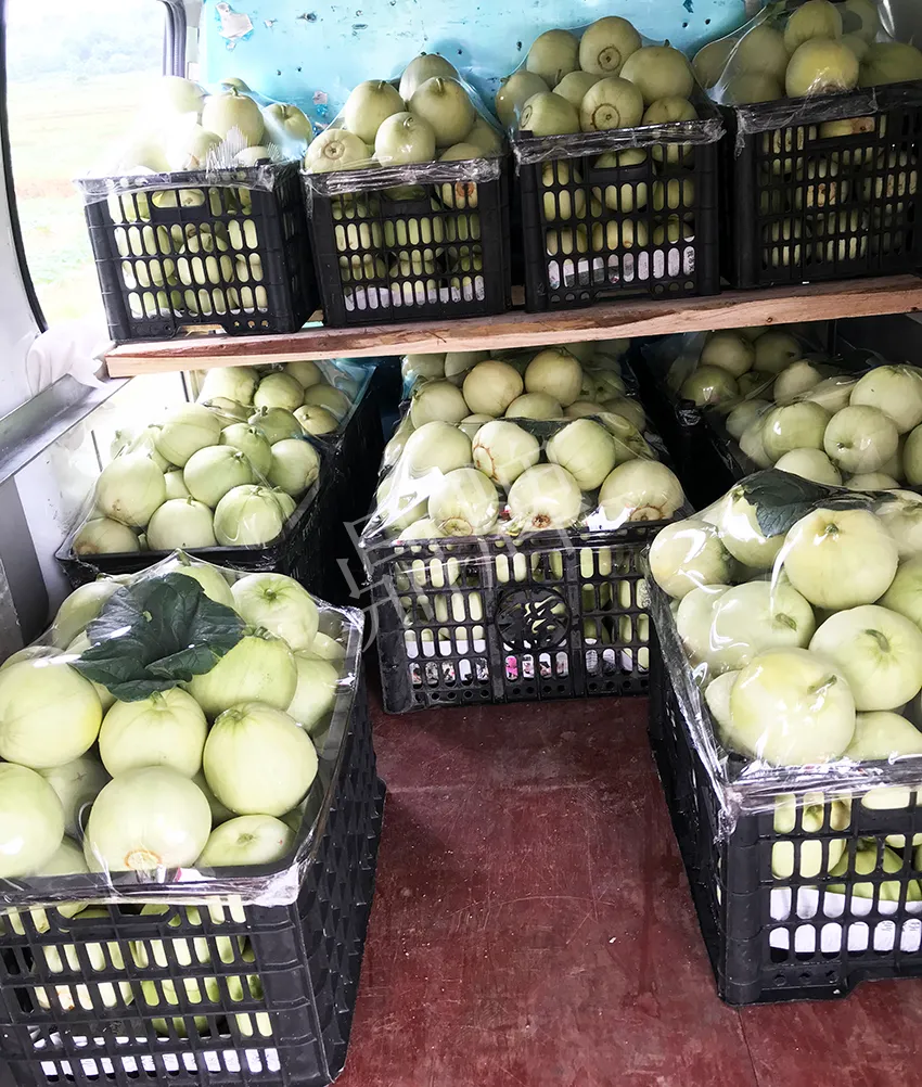 郴州農(nóng)戶種植新品種，果實又香又甜，很好賣