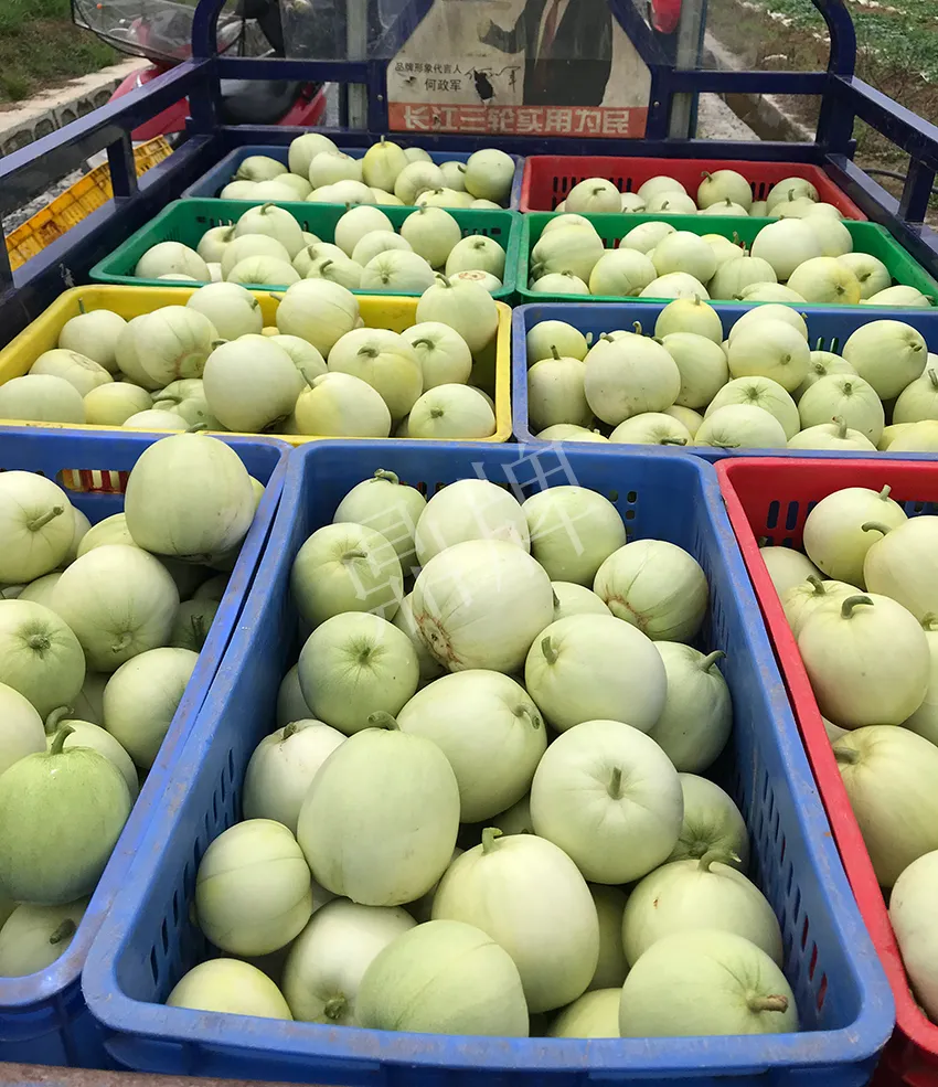 郴州農(nóng)戶種植新品種，果實又香又甜，很好賣