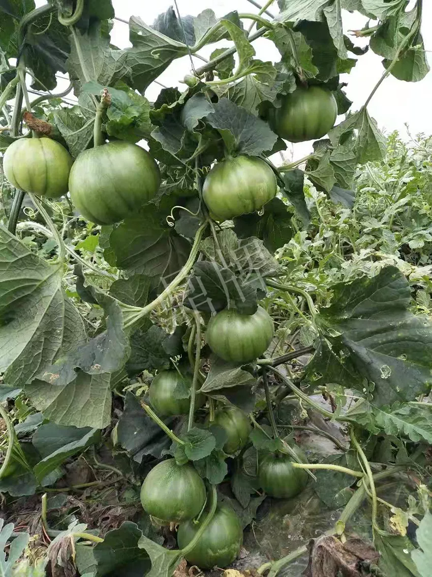 一株坐果15個，6元1斤，好賣得很