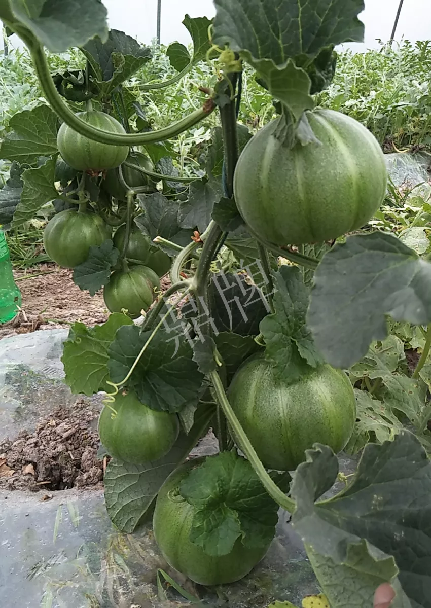 一株坐果15個，6元1斤，好賣得很