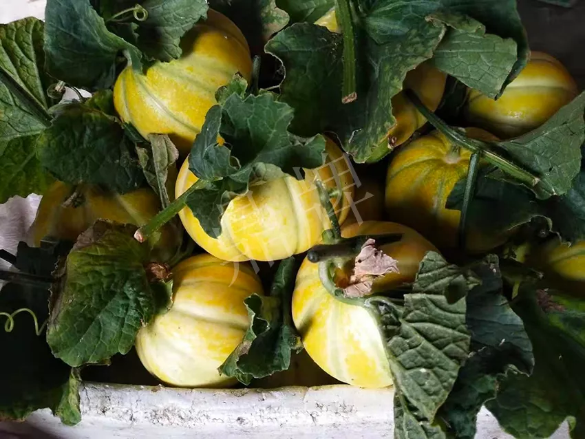 一株坐果15個，6元1斤，好賣得很