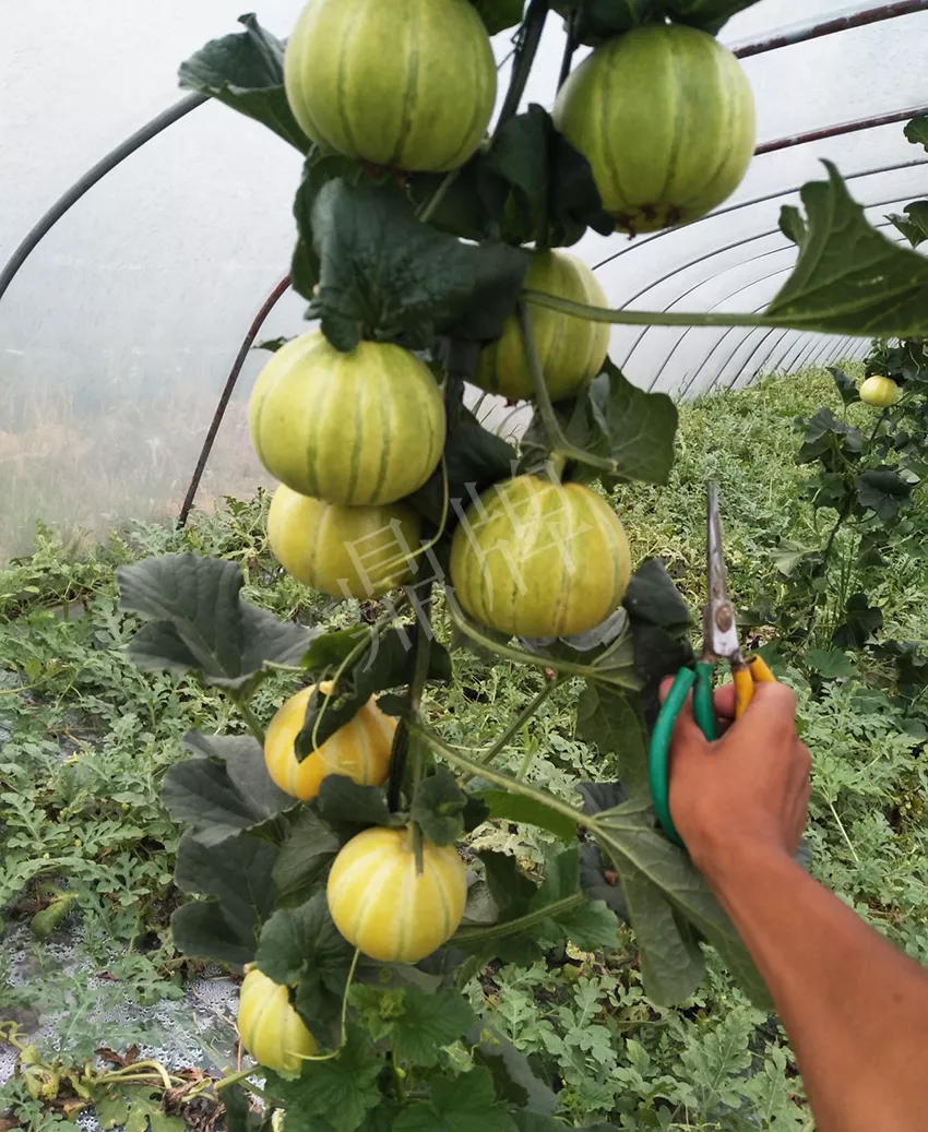 一株坐果15個，6元1斤，好賣得很