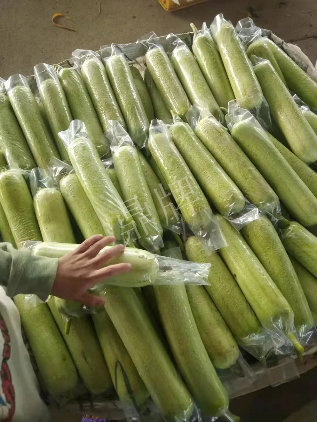 這個絲瓜每畝能掙3萬，沒種植的農(nóng)戶后悔得拍大腿