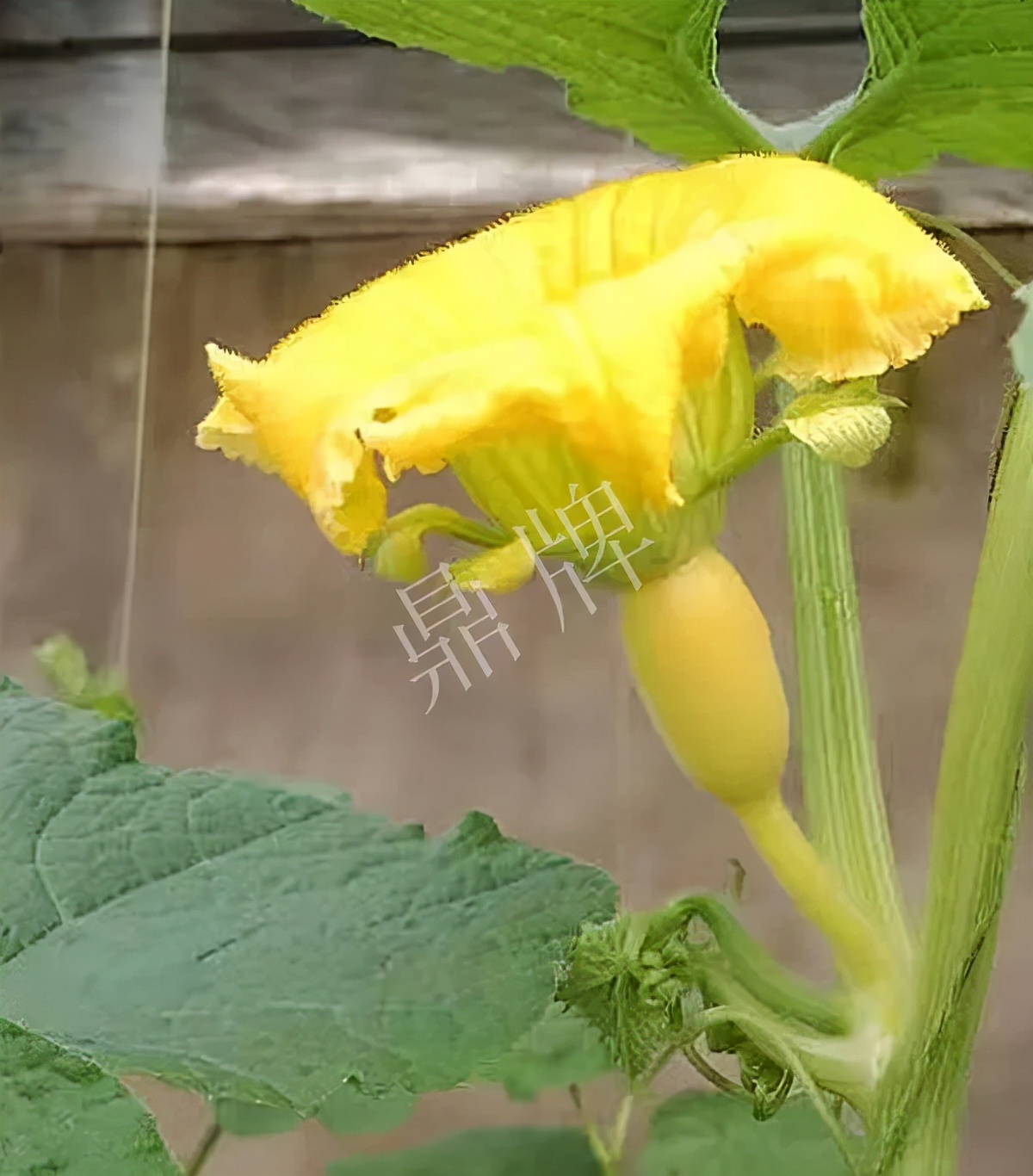 河南3月中旬就上市的“黃金筍瓜”，能買到14元/斤