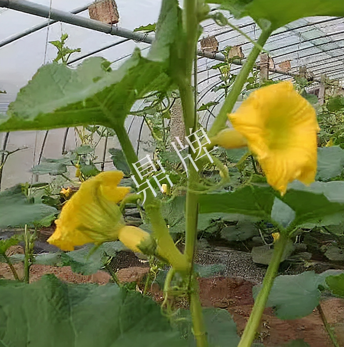 河南3月中旬就上市的“黃金筍瓜”，能買到14元/斤