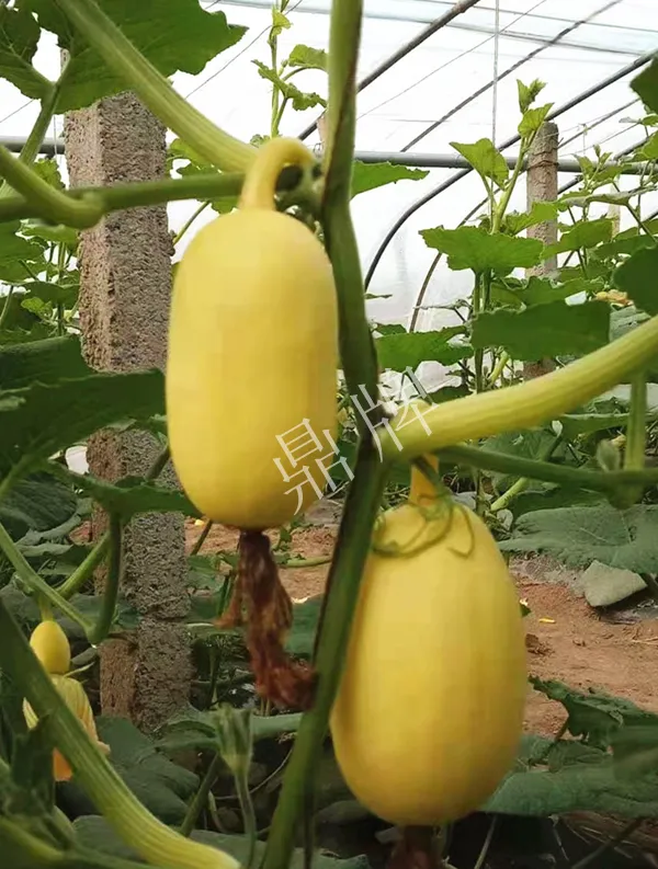 河南3月中旬就上市的“黃金筍瓜”，能買到14元/斤