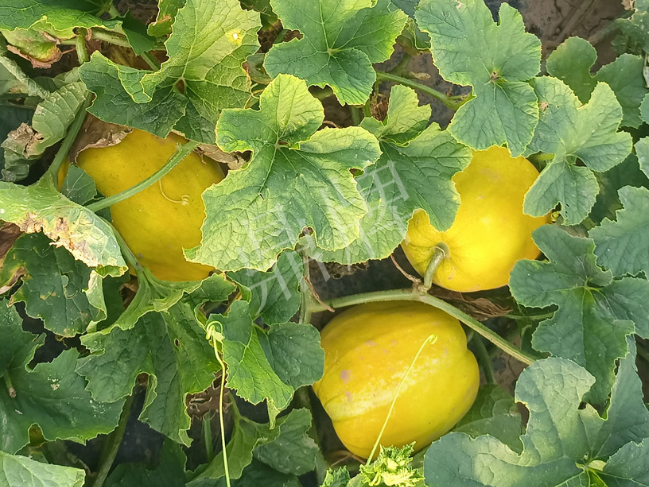 蔬菜種子種植戶客戶點(diǎn)評(píng)-種它！種它！高溫季節(jié)就種它！