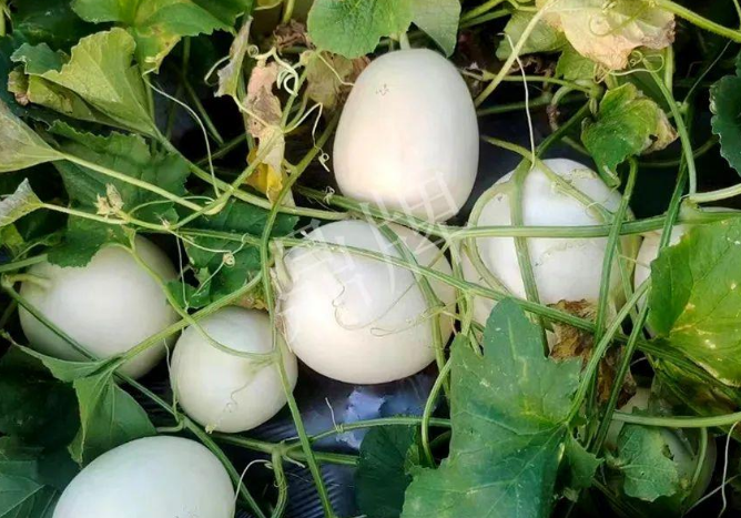 蔬菜種子種植戶客戶點(diǎn)評(píng)-巴適，巴適，這個(gè)甜瓜太巴適了！