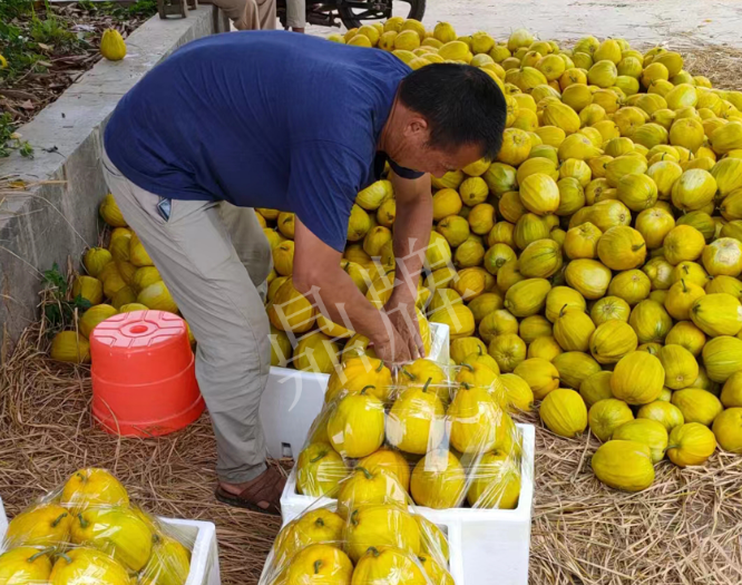 蔬菜種子種植戶客戶點(diǎn)評(píng)-這個(gè)品種抗性強(qiáng)、口感好，為我的合作社帶來(lái)了高收入!