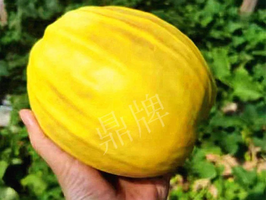 蔬菜種子種植戶客戶點(diǎn)評-我的甜瓜賣20元1市斤，與大家分享…