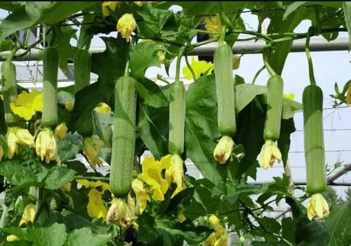 蔬菜種子種植戶客戶點(diǎn)評-每畝收入2萬元！這個絲瓜品種大受歡迎！