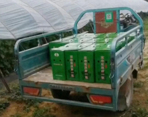 蔬菜種子種植戶客戶點(diǎn)評-很暢銷！團(tuán)購6元一斤，這瓜夠香、夠甜、夠得勁兒！