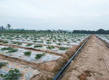 蔬菜種子種植戶客戶點(diǎn)評-80后大廚回鄉(xiāng)種甜瓜，第一年就賺15萬！