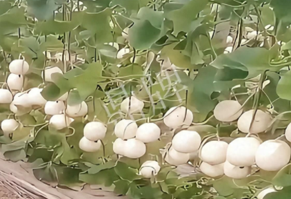 蔬菜種子種植戶客戶點(diǎn)評-現(xiàn)在的瓜菜價(jià)格不好，但我種植的優(yōu)質(zhì)甜瓜還是有好的收入！