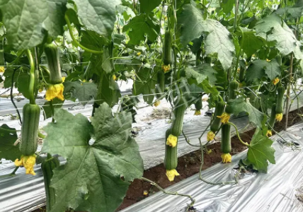 蔬菜種子種植戶客戶點評-這個新品種好不好？？？見證的時候到了！