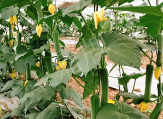 蔬菜種子種植戶客戶點評-一株結(jié)瓜30多個，價錢好，賺了！