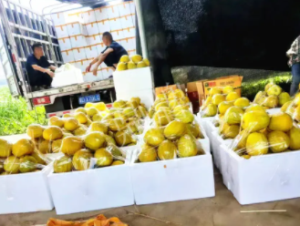 蔬菜種子種植戶客戶點評-這位老板像初戀一樣，獨愛“金美2號”