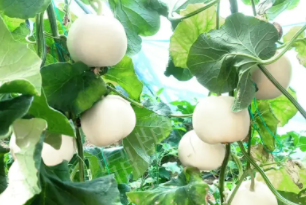 蔬菜種子種植戶客戶點評-丁老板說：種植這個品種，獲得了滿意的收入，確實“爽歪歪”