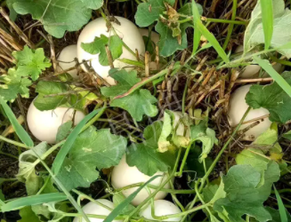 蔬菜種子種植戶(hù)種植心得-一個(gè)會(huì)寫(xiě)詩(shī)的農(nóng)民，把甜瓜種在草叢中，結(jié)果怎