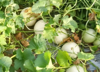 蔬菜種子種植戶(hù)種植心得-真有這么好嗎？這個(gè)品種我試種了一畝地，猜猜