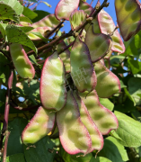 蔬菜種子種植戶客戶點評-價格好得讓種植者笑咪咪的，這個神奇的品種在霜降后還是串串結(jié)莢！