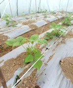 蔬菜種子種植戶客戶點評-超早！超早！我的扁豆2月15日“逆季”上市……
