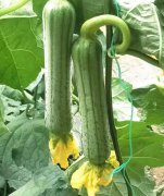 蔬菜種子種植戶客戶點評-這瓜，太美了！太美了！但我這個老菜農(nóng)……唉！