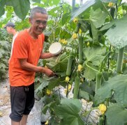 蔬菜種子種植戶客戶點評-干農(nóng)業(yè)，有喜悅嗎？有的，請看！